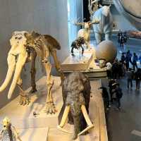 สุดยอดพิพิธภัณฑ์ Shanghai Natural History Museum