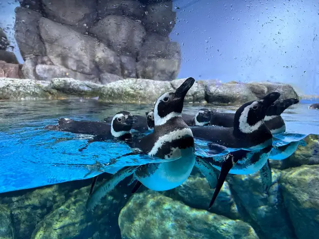 橫濱八景島海島樂園——與活力滿滿的海洋生物相遇！