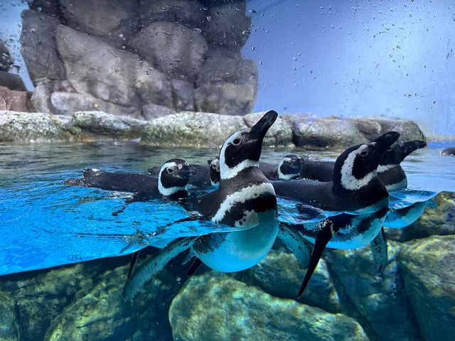 橫濱八景島海島樂園——與活力滿滿的海洋生物相遇！