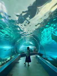 A Unique Dining Experience at Aquadining by Cebu Ocean Park