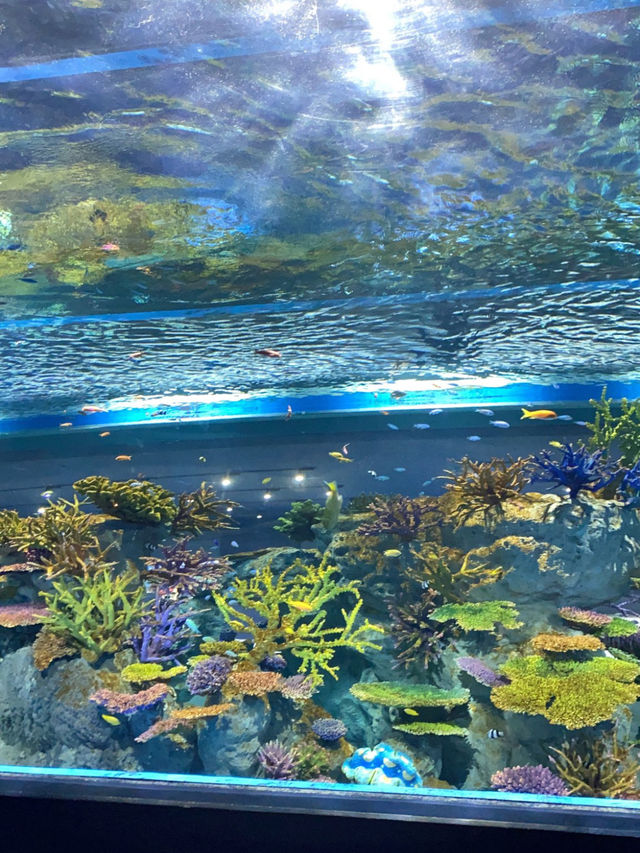 ナマケモノの餌やりが楽しめる！沖縄水族館