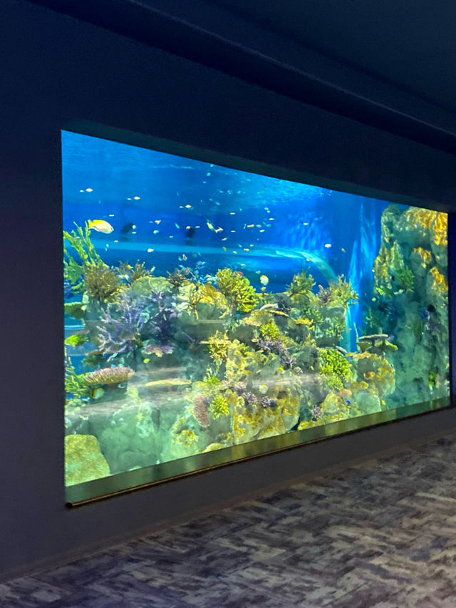 ナマケモノの餌やりが楽しめる！沖縄水族館