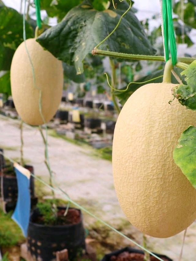 Tambun Musk Melon Agro Farm