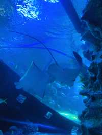 An Underwater Wonderland at Aquaria KLCC