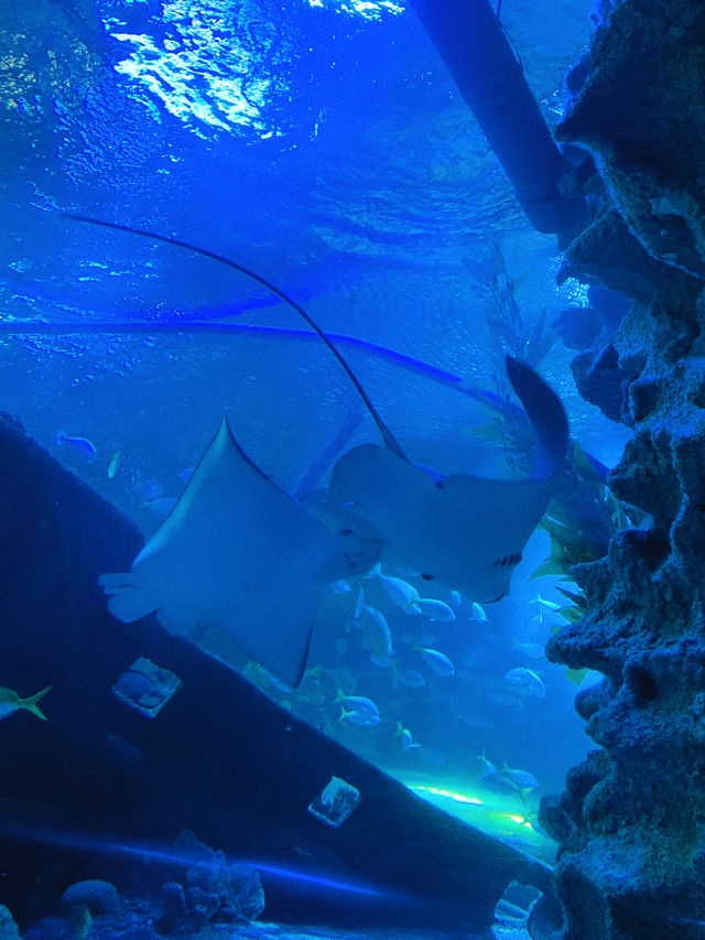 An Underwater Wonderland at Aquaria KLCC