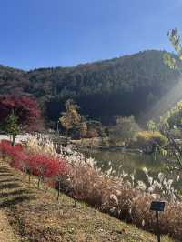 보령 무궁화수목원, 단풍이 물든 가을 명소