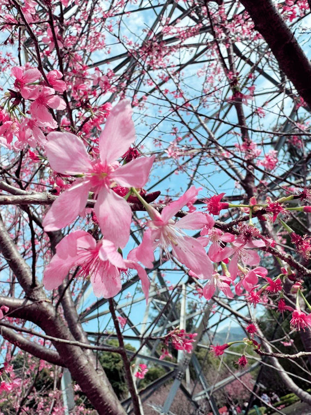 Beautiful Sakura in Hong Kong 