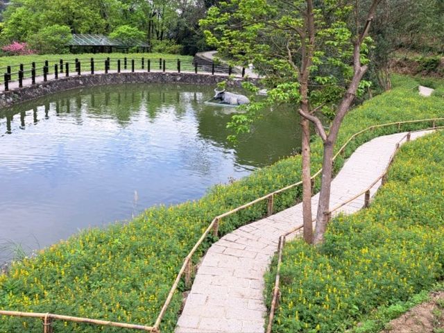 到樟樹步道看魯冰花海