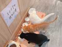 台北貓貓Cafe推介✨ 肉球森林 🐾