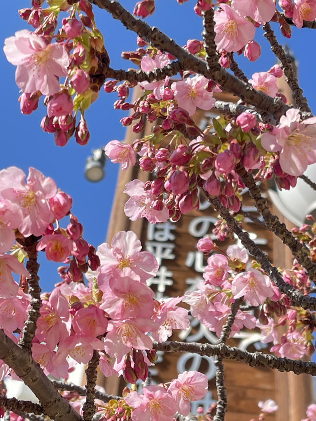 Old Nakagawa River Kawazu Cherry Blossoms