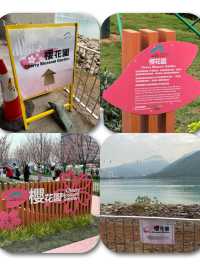 🌸 東涌櫻花園：必去的粉紅夢幻之地 🌸
