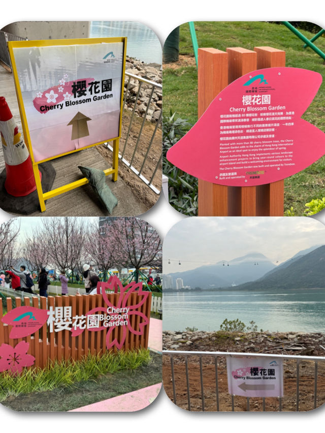 🌸 東涌櫻花園：必去的粉紅夢幻之地 🌸