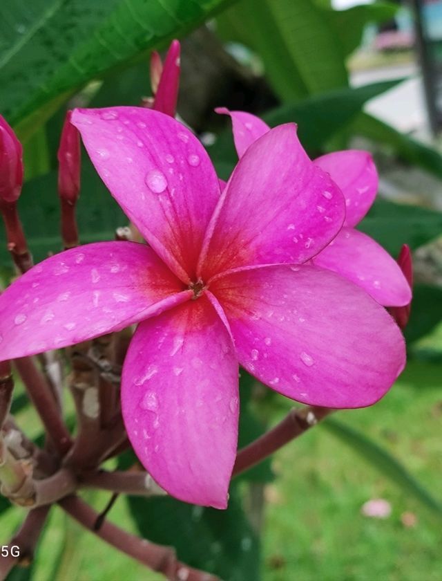 Beautiful Plants in Garden