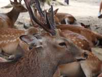 Standing in Awe: Exploring Todaiji Temple in Nara