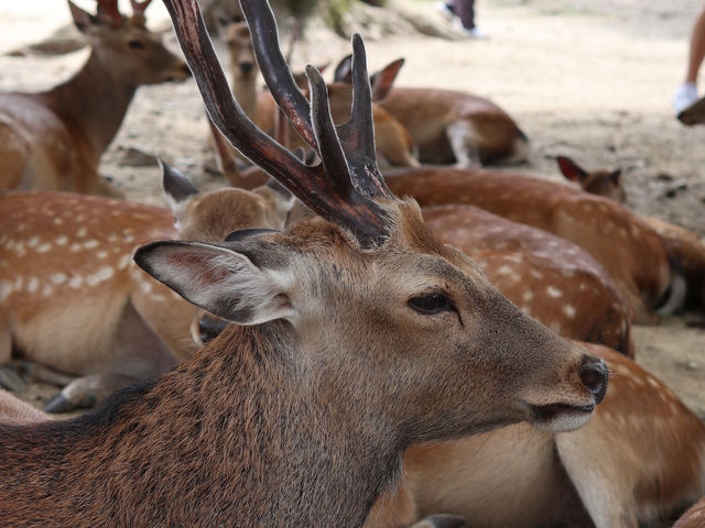 Standing in Awe: Exploring Todaiji Temple in Nara