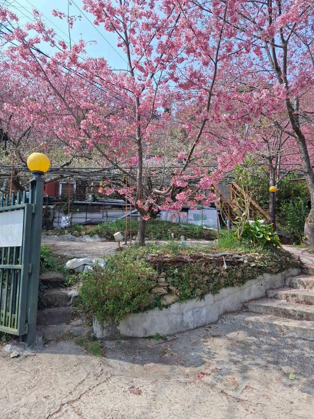 觀雲休閒農莊賞櫻美景