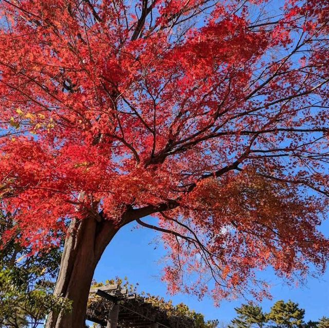 Tamagawadai Park (多摩川台公園)
