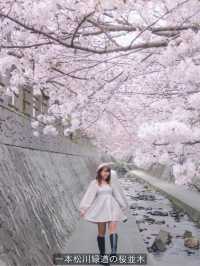 Fukuoka in Sakura Season~🌸🇯🇵✨