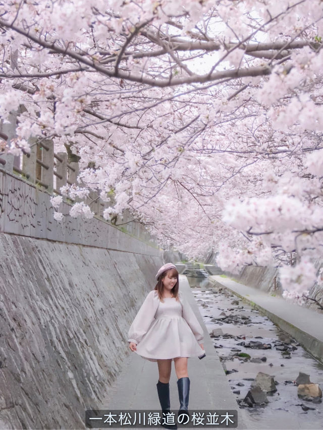 Fukuoka in Sakura Season~🌸🇯🇵✨