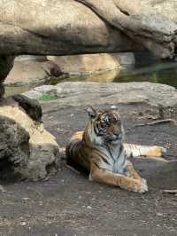 東京一日行程 上野動物園東京鐵塔順便之旅
