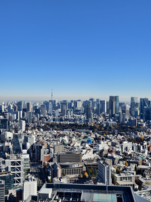 東京高229米的展望台