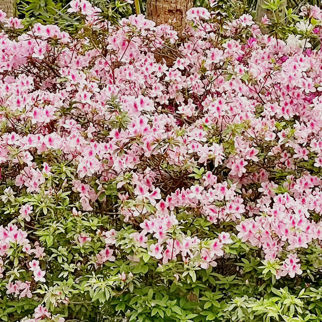 🌸 **遮打花園賞櫻花分享** 🌸