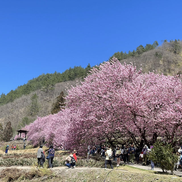 武陵農場櫻花季