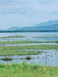 Wild safari magic in Udalawawe 