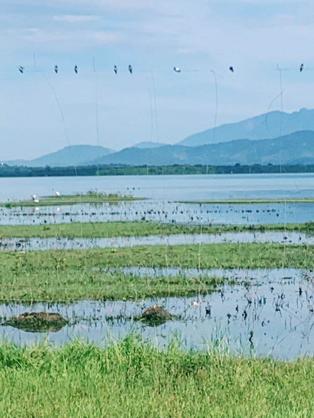 Wild safari magic in Udalawawe 