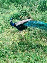 Wild safari magic in Udalawawe 