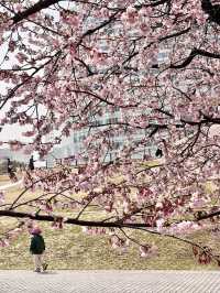 Chasing Sakura at Minato Mirai Yokohama