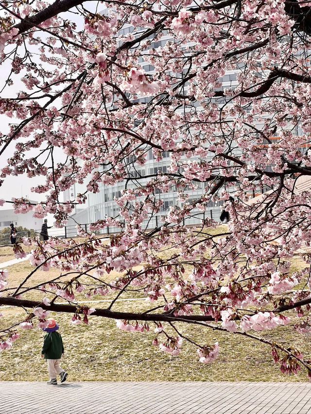 Chasing Sakura at Minato Mirai Yokohama Chasing Sakura at Minato Mirai Yokohama