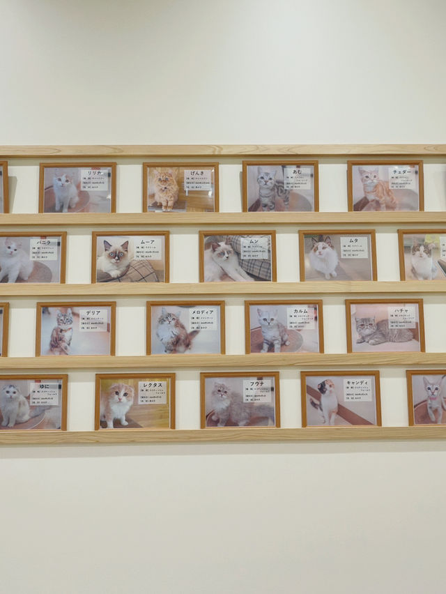 Cat Cafe MOFF イーアス沖縄豊崎店