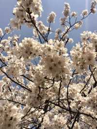 ONE OF THE BEST PLACE TO SEE CHERRY BLOSSOM !