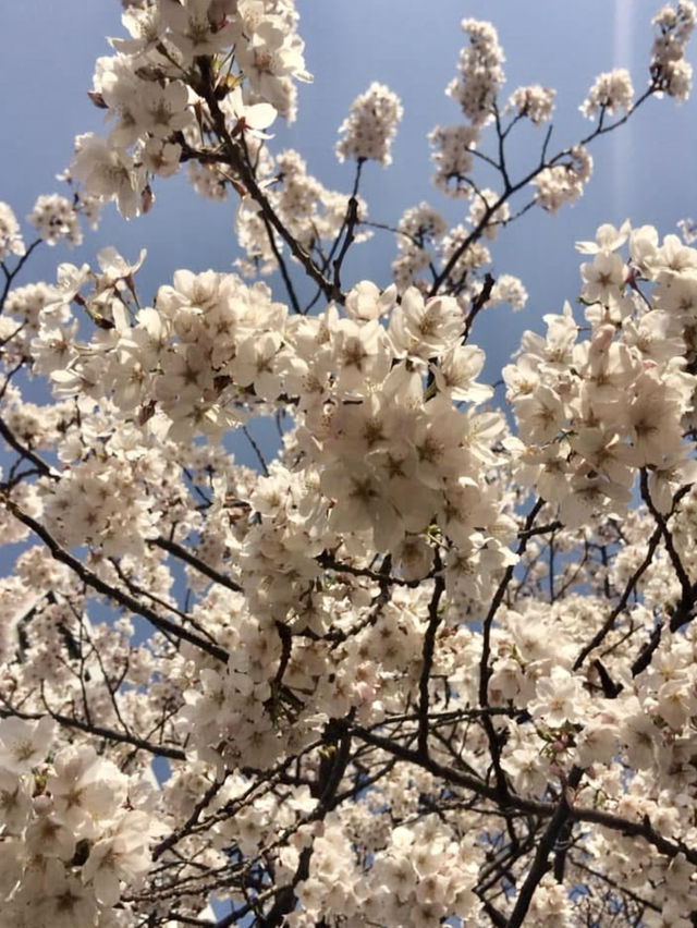 ONE OF THE BEST PLACE TO SEE CHERRY BLOSSOM !