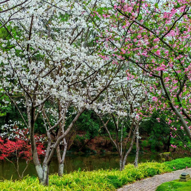 赤水竹海公園～微雨中的“櫻花雨”