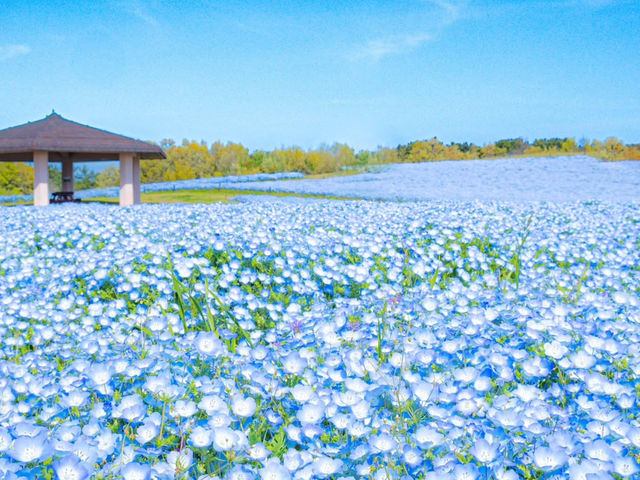 Chasing Sakura at Uminonakamichi Seaside Park