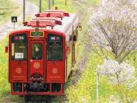 Chasing Sakura on the Coto Coto Train
