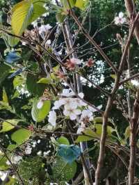 大埔 賞櫻
