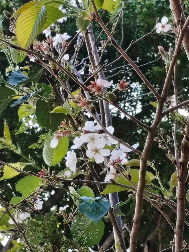 大埔 賞櫻