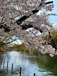 踩天鵝船賞櫻！快來井之頭恩賜公園，感受春櫻花海。