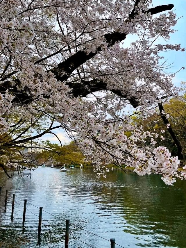踩天鵝船賞櫻！快來井之頭恩賜公園，感受春櫻花海。