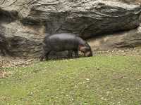 หมูด้วง พี่หมูเด้ง สวนสัตว์ขอนแก่น