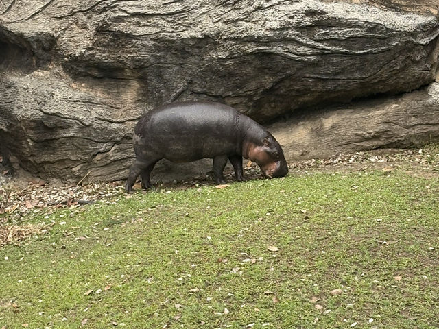 หมูด้วง พี่หมูเด้ง สวนสัตว์ขอนแก่น