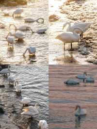 Yandun Corner Village: A Hidden Gem in Shandong 🦢🌊