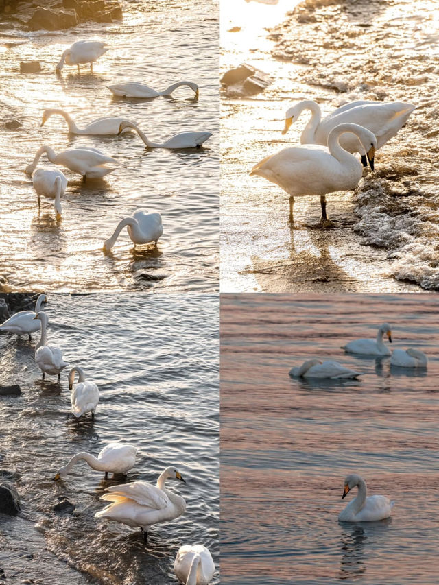 Yandun Corner Village: A Hidden Gem in Shandong 🦢🌊