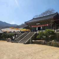梵鱼寺樱花