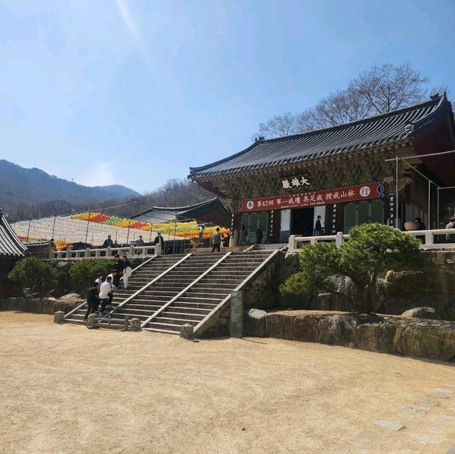 梵鱼寺樱花