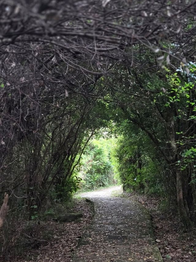 香港行山⛰️東涌站至昂坪市集