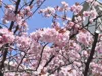 【大阪府】造幣局の桜の通り抜け2025